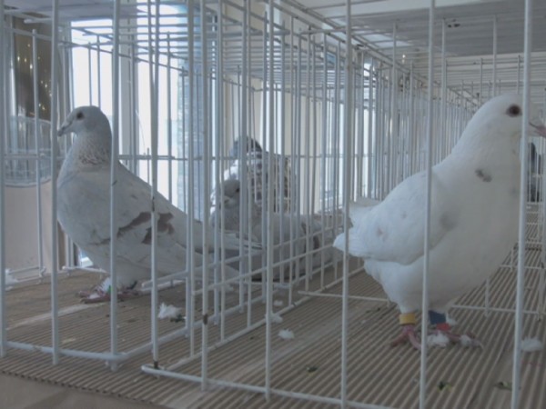 Veľká výstava holubov v Močenku