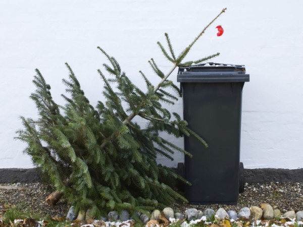 Zber a odvoz vianočných stromčekov v roku 2019
