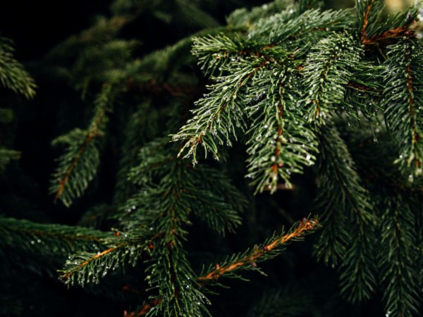 Zber živých vianočných stromčekov dňa 10.01.2022