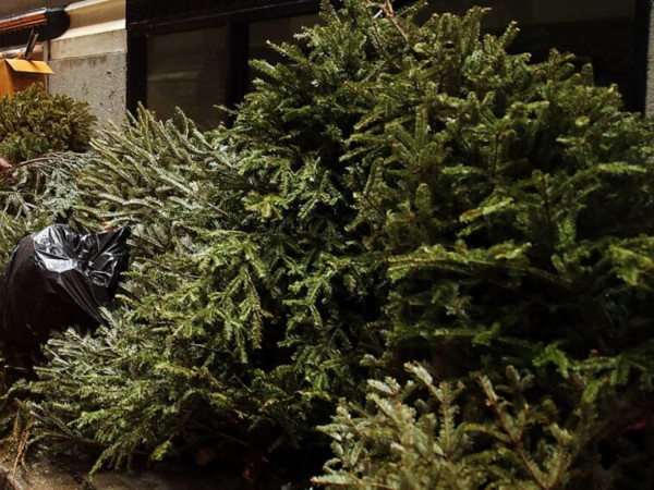 Zber vianočných stromčekov sa uskutoční v utorok 13. januára 2026