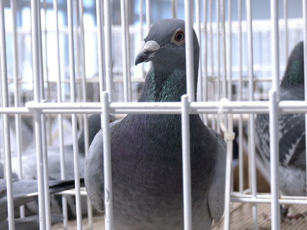 Výstava holubov v našej obci