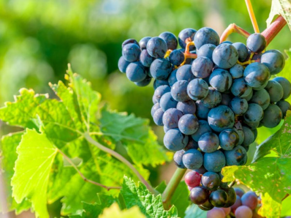 Usmernenie MPRV SR k uplatneniu vyššej moci v dôsledku fytoplazmy Grapevine flavescence doreé phytoplasma spôsobujúcej zlaté žltnutia viniča