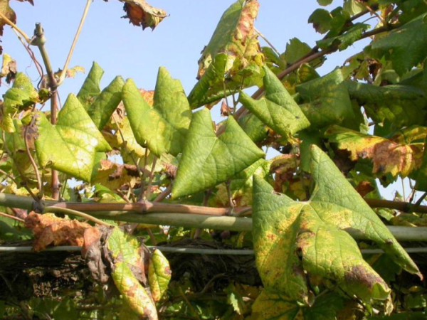 Ústredný kontrolný a skúšobný ústav poľnohospodársky v Bratislave  zasiela nasledovné aktuálne informácie k zlatému žltnutiu viniča