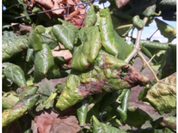 Spoločne v boji proti ochoreniu Zlaté žltnutie viniča